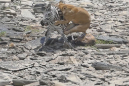 Media - Sư tử phục kích, tung đòn hiểm quật ngã ngựa vằn