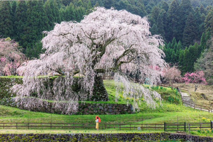 Nhật Bản nổi tiếng thế giới với những gốc anh anh đào trắng hồng với hương thơm dịu nhẹ, loài hoa này cũng được ví như nữ hoàng của mùa xuân.