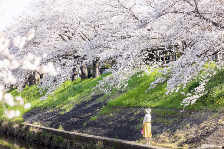 Mùa hoa anh đào đẹp phủ hồng trời Nhật Bản - 2