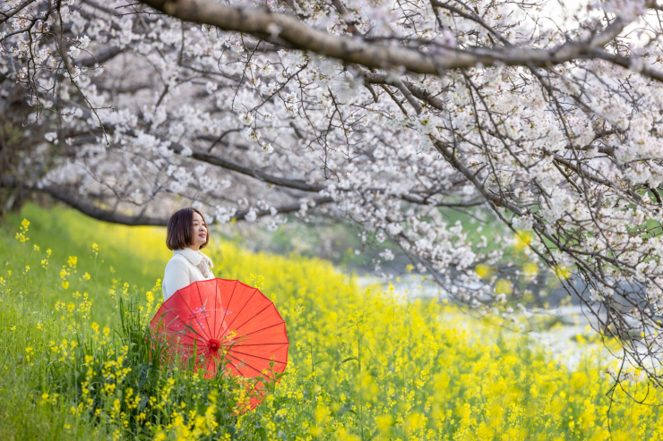 Mùa hoa anh đào đẹp phủ hồng trời Nhật Bản - 3