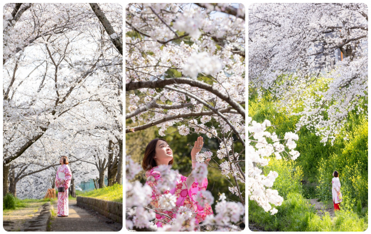 Mùa hoa anh đào đẹp phủ hồng trời Nhật Bản - 4