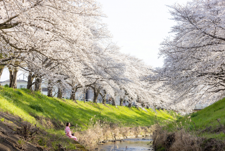 Mùa hoa anh đào đẹp phủ hồng trời Nhật Bản - 5