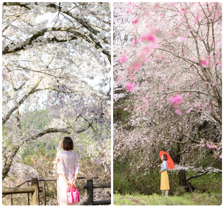 Mùa hoa anh đào đẹp phủ hồng trời Nhật Bản - 6