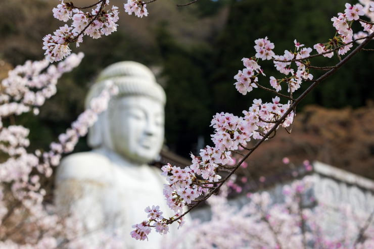 Mùa hoa anh đào đẹp phủ hồng trời Nhật Bản - 9