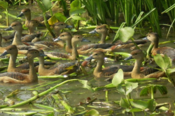 Thị trường - Tiêu dùng - Loài chim lạ ở Việt Nam nhìn giống như vịt nhưng "đại bổ", giá 600.000 đồng/kg