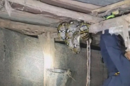 Thế giới - Tóm gọn trăn "khủng" dài 4 mét nuốt chửng 100 con gà, vịt ở Thái Lan