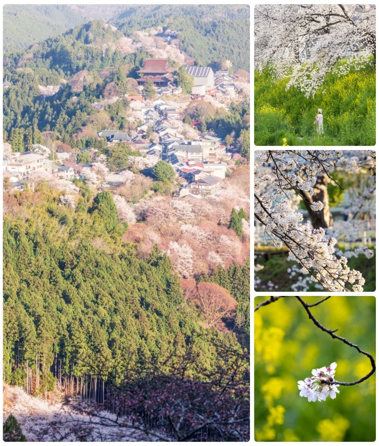 Mùa hoa anh đào đẹp phủ hồng trời Nhật Bản - 7