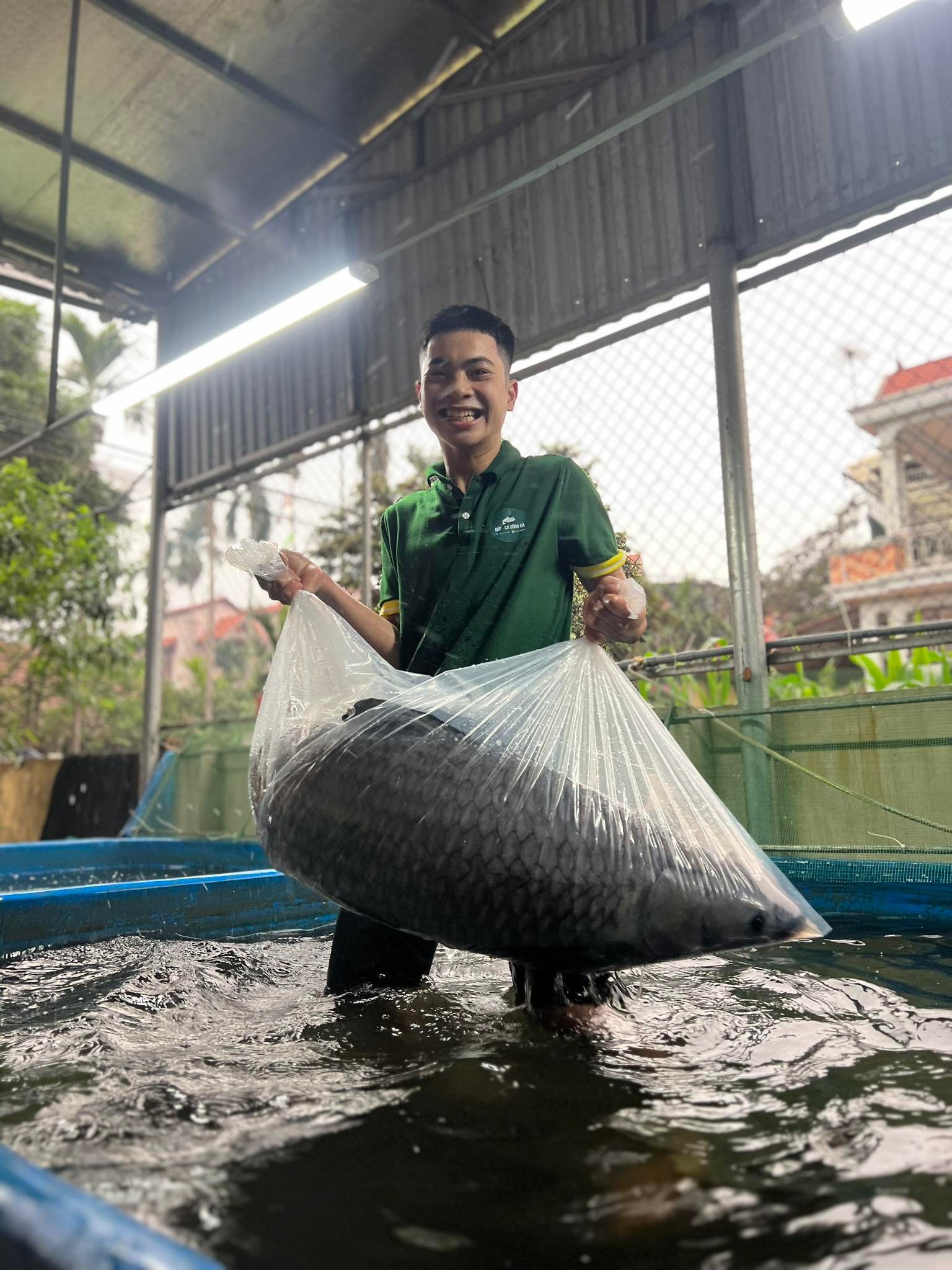 Cặp cá trắm đen được anh Đức&nbsp;nuôi 3 năm nay.
