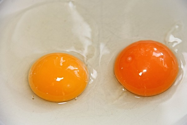 Lòng đỏ trứng có màu cam tốt hơn hay màu vàng? - 1