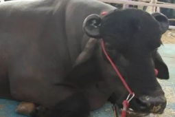 Thị trường - Tiêu dùng - Chú trâu "khủng", khách hỏi mua hàng tỷ đồng mà chủ vẫn quyết không bán