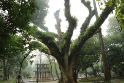 Tin tức trong ngày - Nhiều cây cổ thụ chết khô trong công viên Bách Thảo khiến người Hà Nội tiếc nuối
