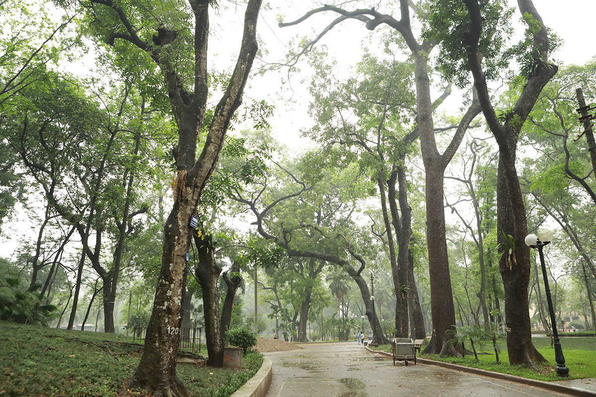 Nhiều cây cổ thụ chết khô trong công viên Bách Thảo khiến người Hà Nội tiếc nuối - 1
