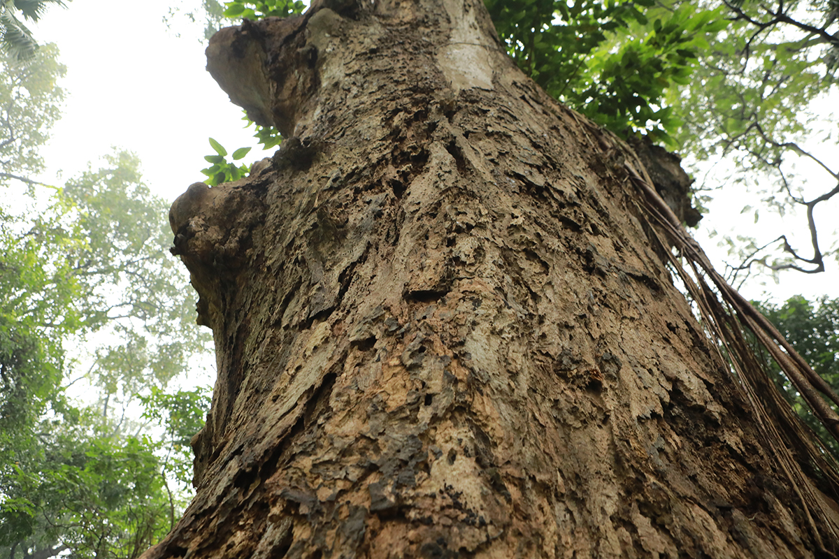 Nhiều cây cổ thụ chết khô trong công viên Bách Thảo khiến người Hà Nội tiếc nuối - 10