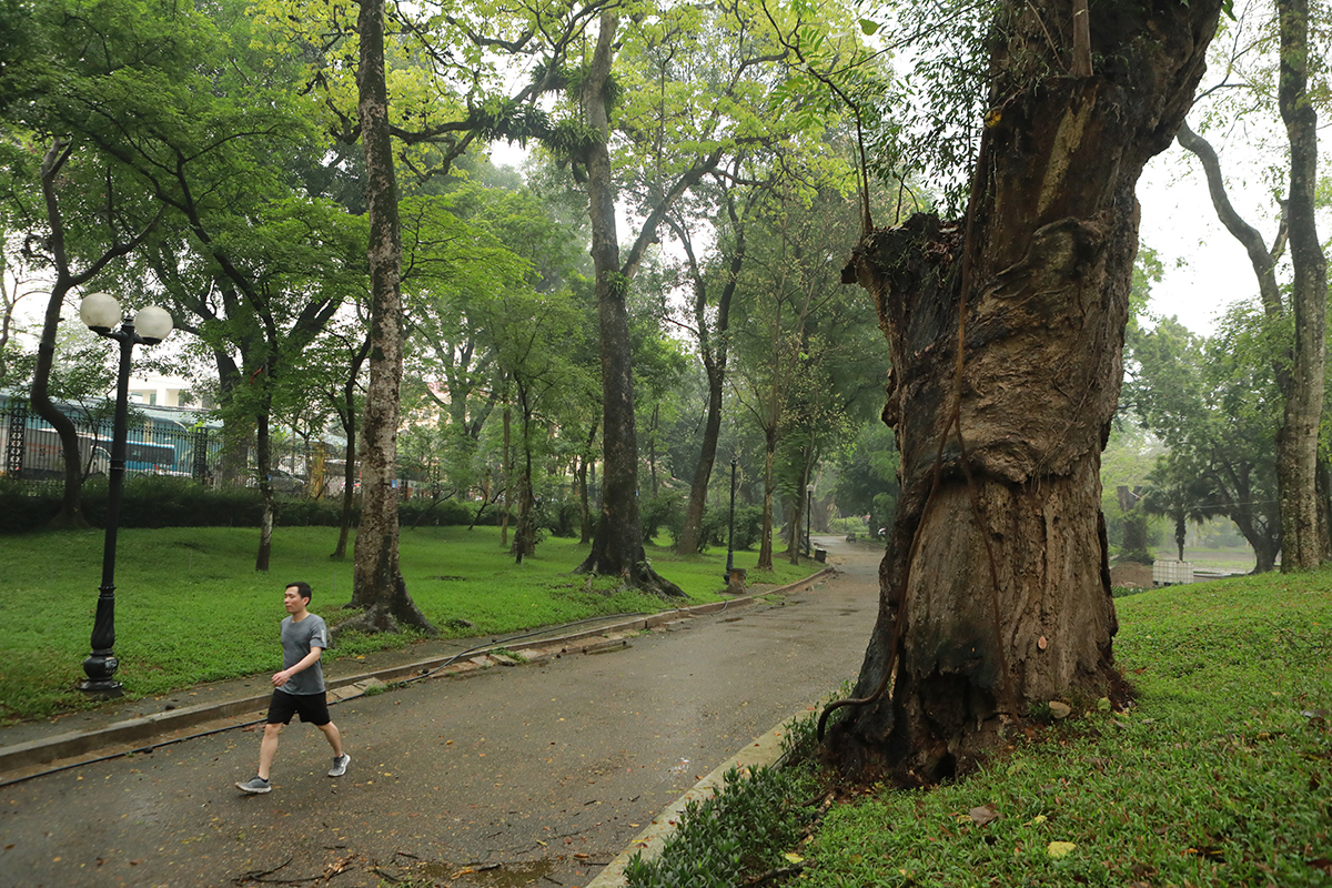 Nhiều cây cổ thụ chết khô trong công viên Bách Thảo khiến người Hà Nội tiếc nuối - 11