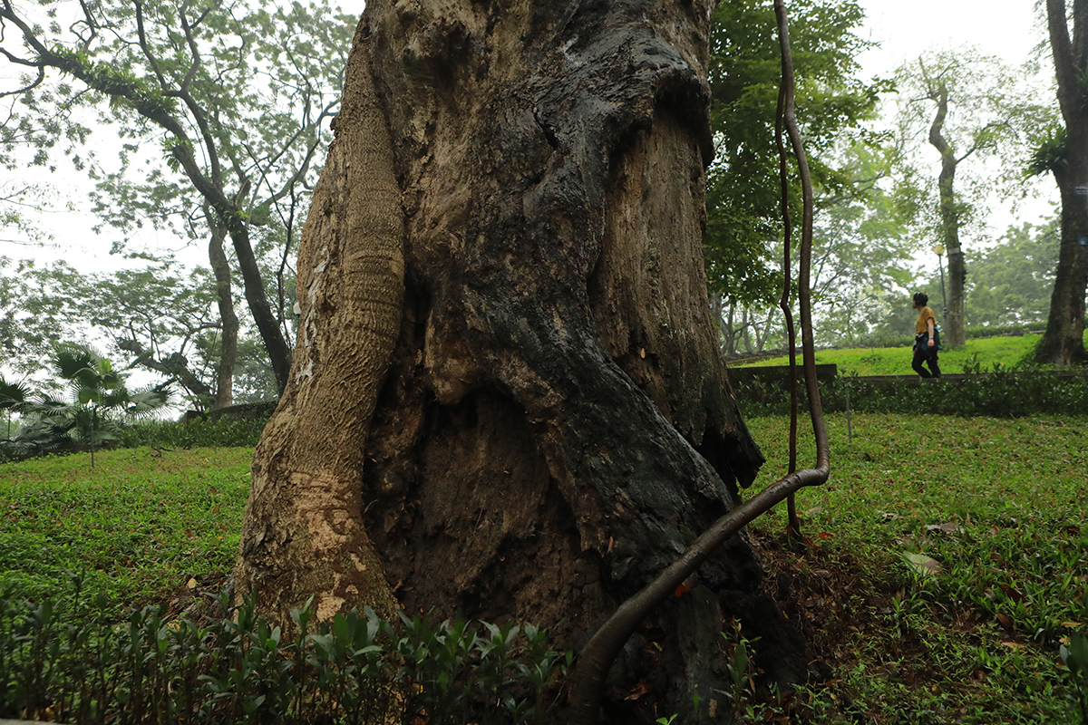 Nhiều cây cổ thụ chết khô trong công viên Bách Thảo khiến người Hà Nội tiếc nuối - 12