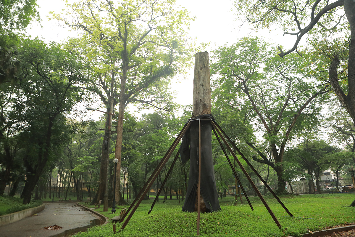 Nhiều cây cổ thụ chết khô trong công viên Bách Thảo khiến người Hà Nội tiếc nuối - 13