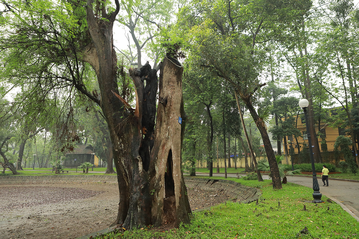 Nhiều cây cổ thụ chết khô trong công viên Bách Thảo khiến người Hà Nội tiếc nuối - 14