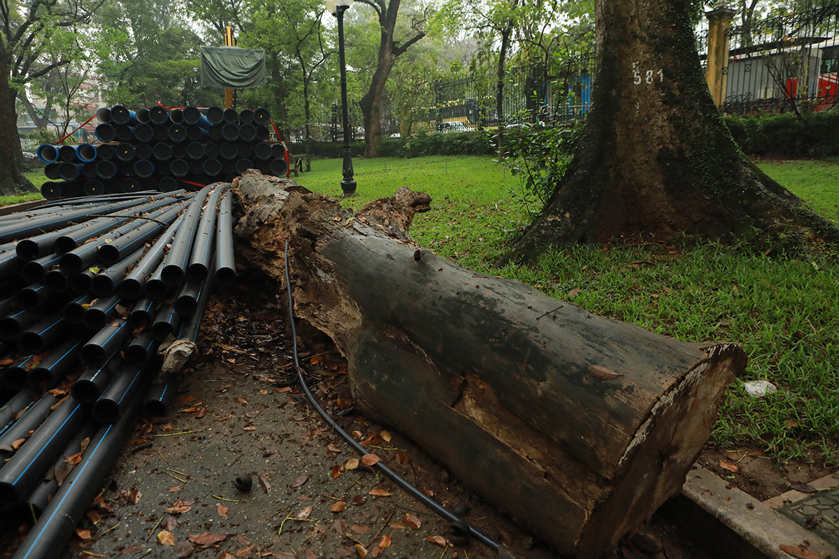 Nhiều cây cổ thụ chết khô trong công viên Bách Thảo khiến người Hà Nội tiếc nuối - 15
