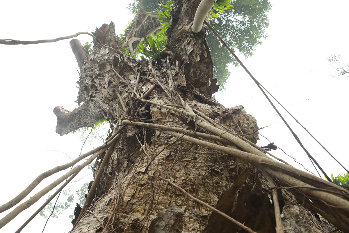 Nhiều cây cổ thụ chết khô trong công viên Bách Thảo khiến người Hà Nội tiếc nuối - 3