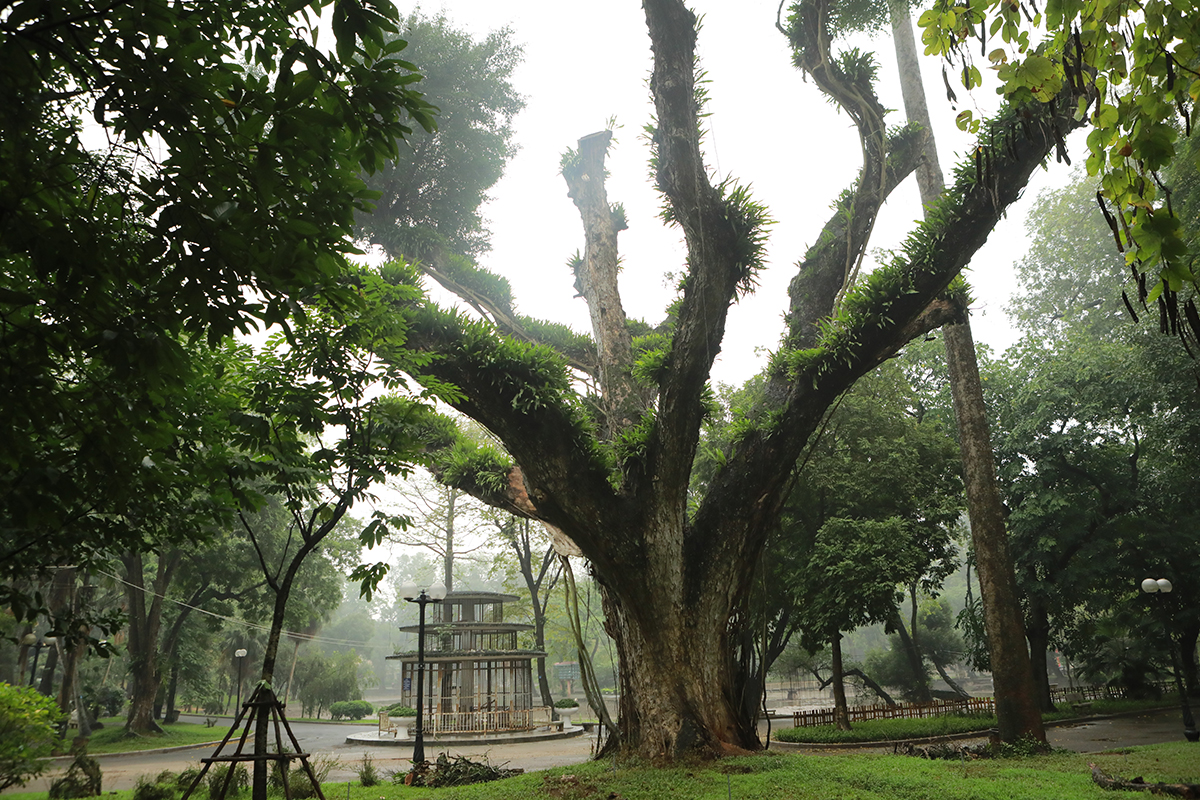 Nhiều cây cổ thụ chết khô trong công viên Bách Thảo khiến người Hà Nội tiếc nuối - 4