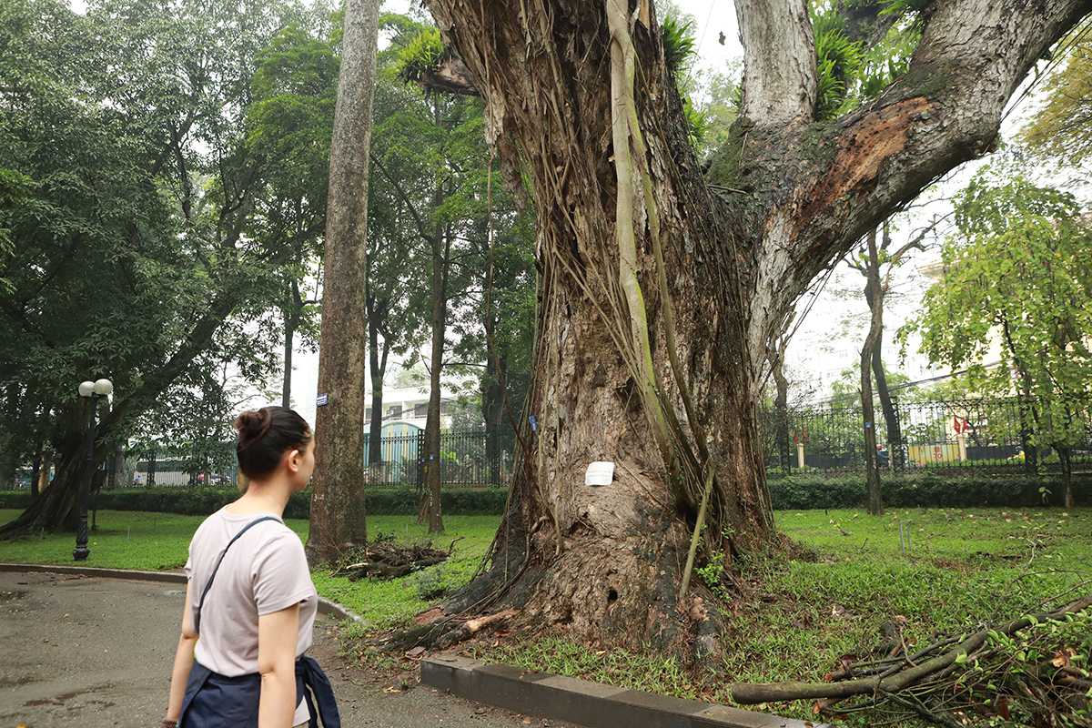 Nhiều cây cổ thụ chết khô trong công viên Bách Thảo khiến người Hà Nội tiếc nuối - 5