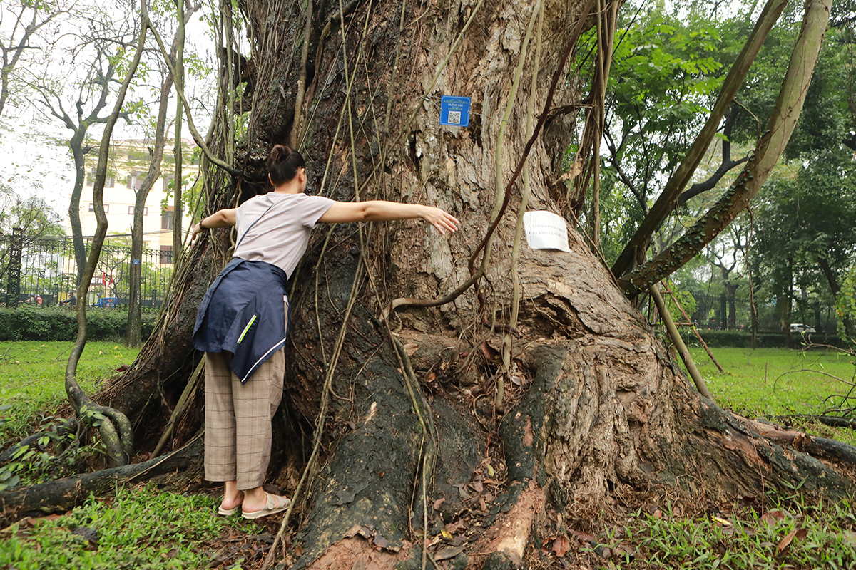 Nhiều cây cổ thụ chết khô trong công viên Bách Thảo khiến người Hà Nội tiếc nuối - 6