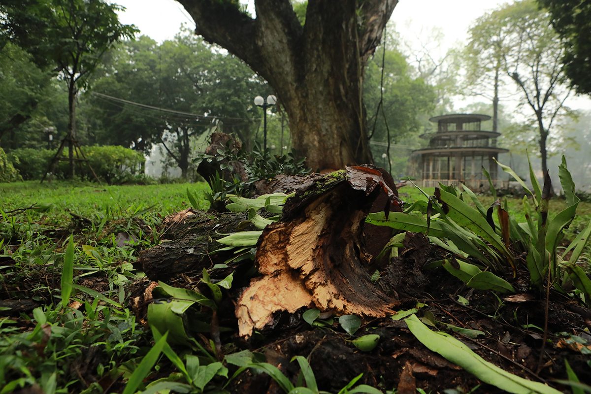 Nhiều cây cổ thụ chết khô trong công viên Bách Thảo khiến người Hà Nội tiếc nuối - 7