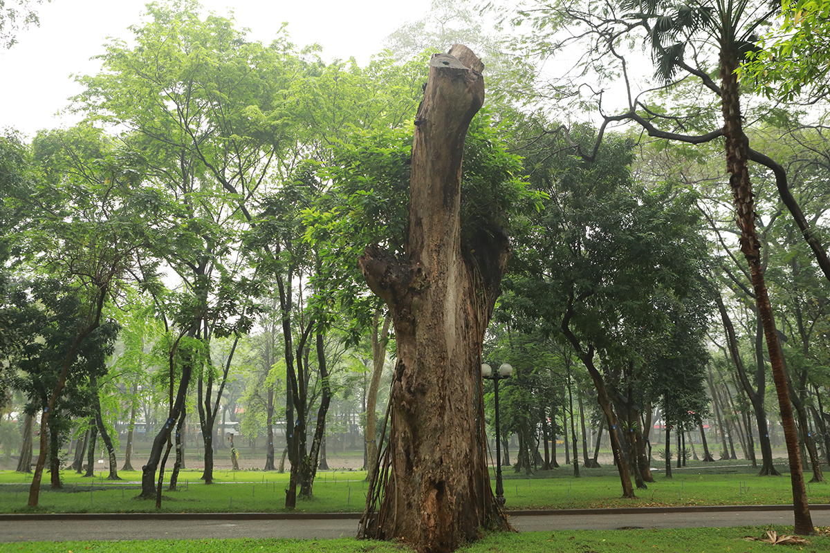 Nhiều cây cổ thụ chết khô trong công viên Bách Thảo khiến người Hà Nội tiếc nuối - 8