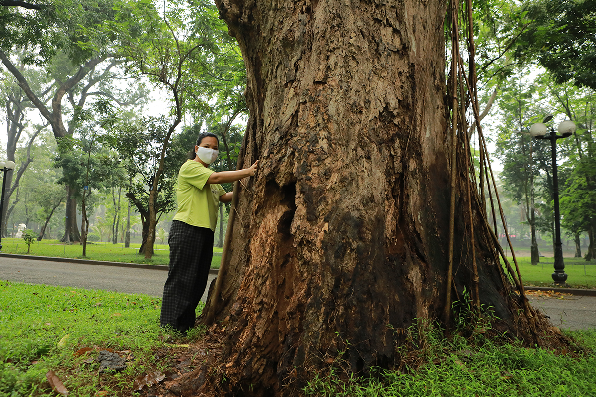 Nhiều cây cổ thụ chết khô trong công viên Bách Thảo khiến người Hà Nội tiếc nuối - 9