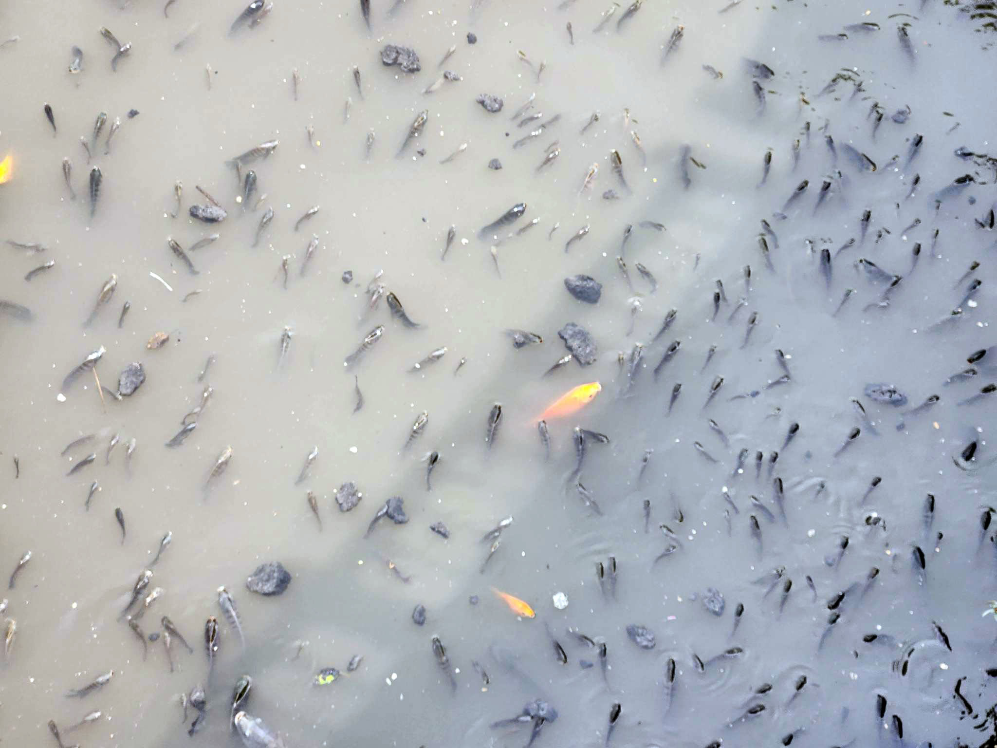 Sau trận mưa lớn vào tối qua, sáng và trưa nay 16/5, cá nổi dày đặc trên kênh Nhiêu Lộc – Thị Nghè