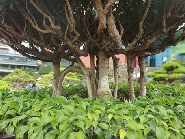 Thị trường - Tiêu dùng - Cây sanh dáng "chùa một cột" có gì độc lạ mà 4 tỷ đồng chủ vẫn chưa bán?