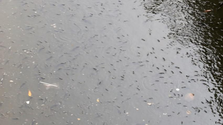 Mưa lớn, cá chết đầy kênh Nhiêu Lộc – Thị Nghè - 4