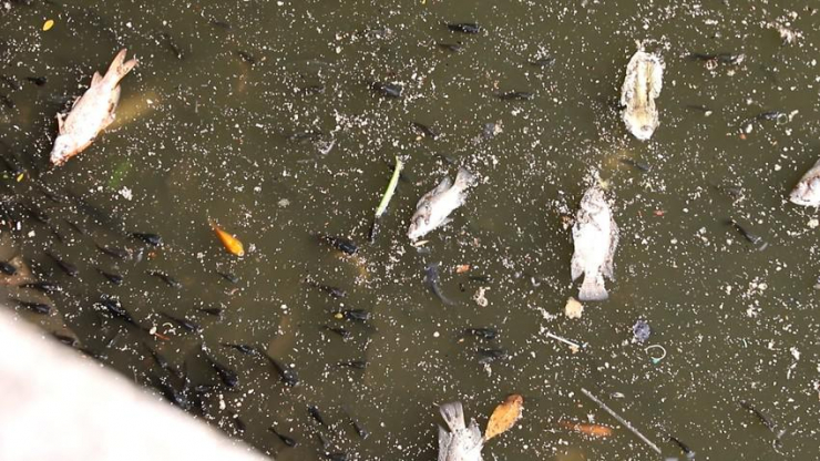 Mưa lớn, cá chết đầy kênh Nhiêu Lộc – Thị Nghè - 2