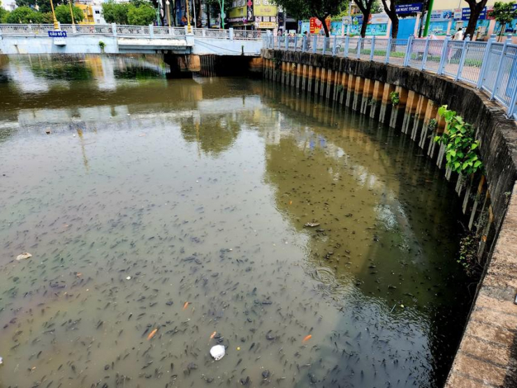 Mưa lớn, cá chết đầy kênh Nhiêu Lộc – Thị Nghè - 1
