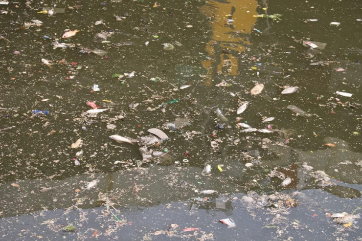 Mưa lớn, cá chết đầy kênh Nhiêu Lộc – Thị Nghè - 6