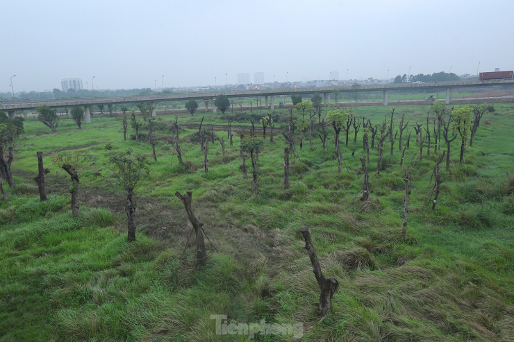 Khoảng 5 - 7 năm trước đây, nhiều cây cổ thụ đánh chuyển từ một số dự án giao thông của Hà Nội về trồng ở khu đất trống quanh nút giao Quốc lộ 5 - cầu Thanh Trì, nhưng đến nay, hầu hết cây không sinh trưởng, phát triển. Ảnh: Duy Phạm.