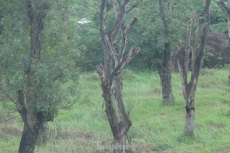Lạc vào vườn ươm cây cổ thụ chết khô như phim kinh dị giữa Hà Nội - 10