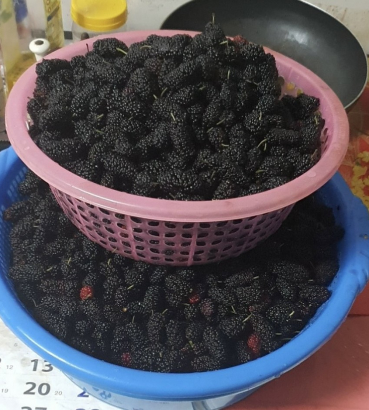 Blackberry can improve digestion, reduce inflammation and blood