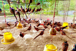 Thị trường - Tiêu dùng - Loài chim lạ được ví như "siêu thịt gà", là đặc sản đắt đỏ, giá 360.000 đồng/kg