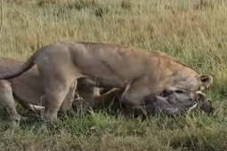 Media - Lợn rừng "khóc thét" vì bị song sát sư tử truy sát