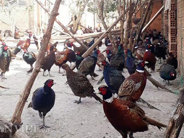 Chim trĩ, giống chim có hình dáng đẹp, thịt ngon, đẻ sai đang trở thành vật nuôi thương phẩm cung ứng cho thị trường cả thịt và trứng.

