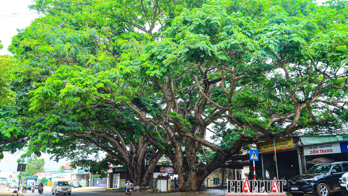 Hai cây điệp cổ thụ nổi tiếng ở huyện Di Linh, tỉnh Lâm Đồng.