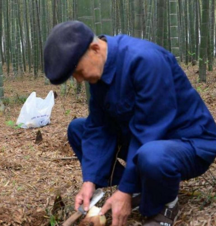 &nbsp;Măng mọc vào mùa xuân rất ngon nên ông và nhiều người nông dân ở nơi đây thường lên núi đào măng.