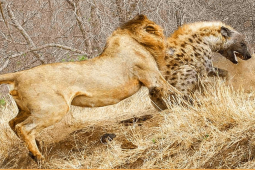 Media - Linh cẩu săn mồi đụng nhầm đối thủ và cái kết cho "kẻ cơ hội"