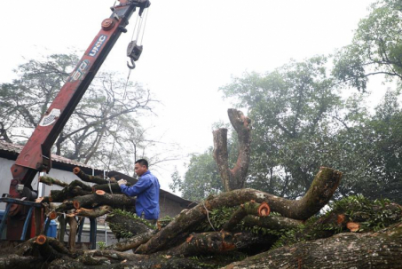 Ấn định ngày đấu giá lô gỗ sưa ở thôn Phụ Chính, giá giảm xuống dưới 100 tỷ đồng