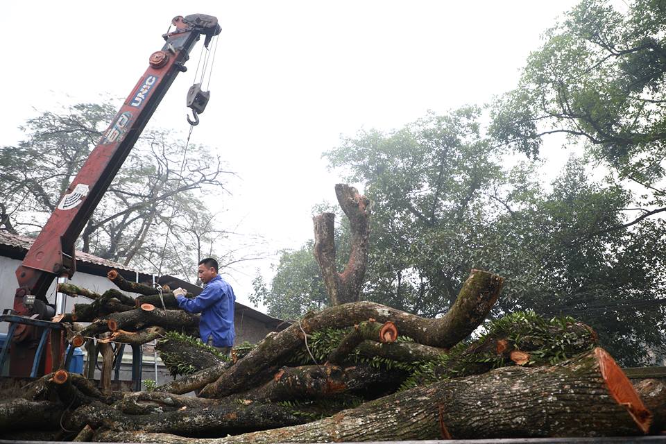 Người dân chặt hạ gỗ sưa tại chùa Phụ Chính năm 2016