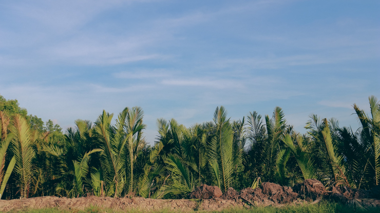 Gọi là dừa nước vì cây mọc dưới nước, để phân biệt với dừa cạn