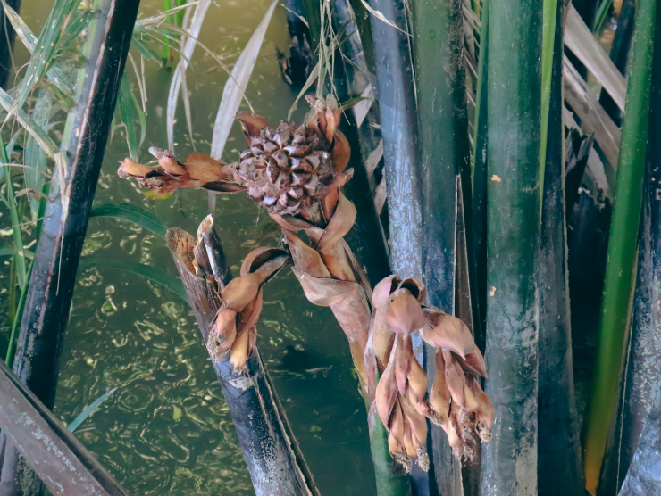 Lạ miệng chè dừa nước Cồn Chim - 2