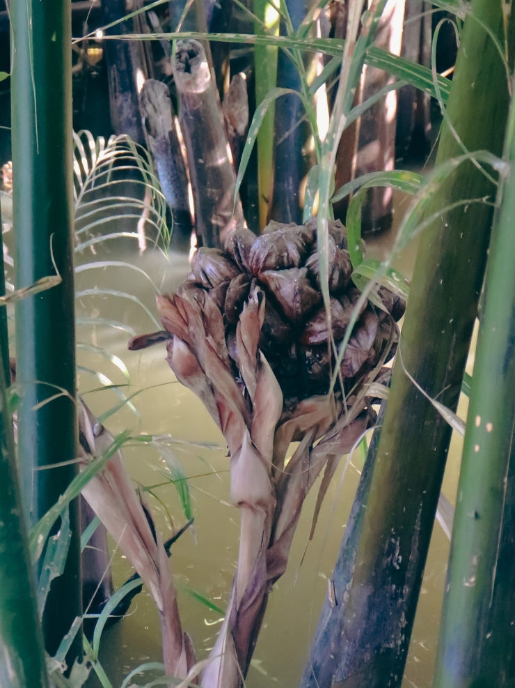 Lạ miệng chè dừa nước Cồn Chim - 3