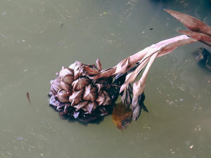 Dừa nước trái mọc thành buồng, chụm vô sát cuống